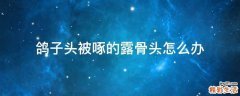 鸽子头被啄的露骨头怎么办