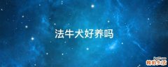 法牛犬好养吗