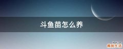斗鱼苗怎么养