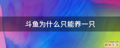斗鱼为什么只能养一只