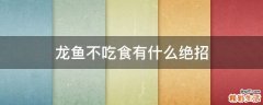 龙鱼不吃食有什么绝招