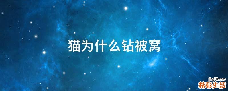猫为什么钻被窝