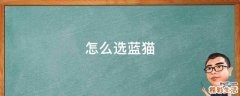 怎么选蓝猫