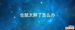 仓鼠太胖了怎么办