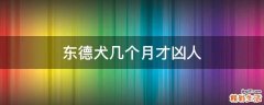 东德犬几个月才凶人