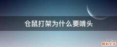 仓鼠打架为什么要啃头