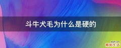 斗牛犬毛为什么是硬的