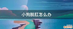 小狗脱肛怎么办