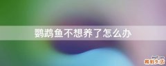 鹦鹉鱼不想养了怎么办