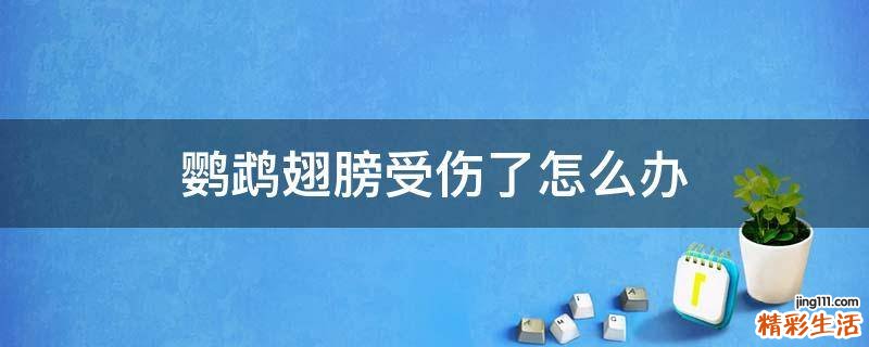 鹦鹉翅膀受伤了怎么办