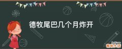德牧尾巴几个月炸开
