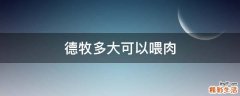 德牧多大可以喂肉