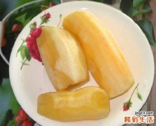 雪莲果的功效与作用及禁忌