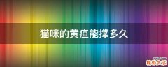 猫咪的黄疸能撑多久