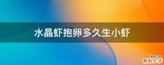 水晶虾抱卵多久生小虾