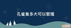 孔雀鱼多大可以繁殖