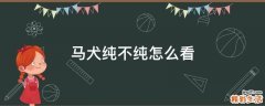 马犬纯不纯怎么看