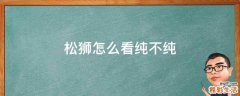 松狮怎么看纯不纯