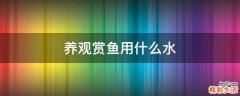 养观赏鱼用什么水