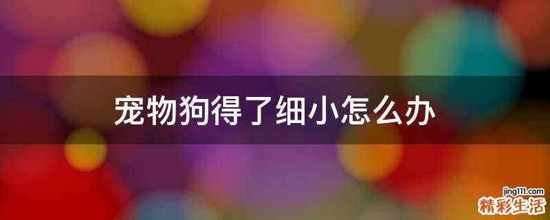 宠物狗得了细小怎么办