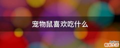 宠物鼠喜欢吃什么