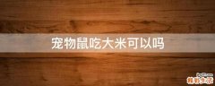 宠物鼠吃大米可以吗