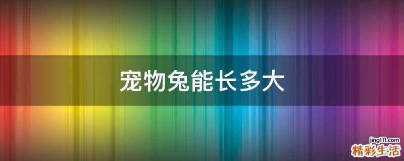 宠物兔能长多大