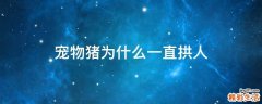 宠物猪为什么一直拱人
