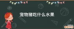 宠物猪吃什么水果