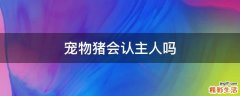宠物猪会认主人吗