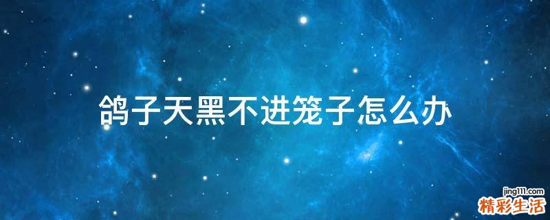鸽子天黑不进笼子怎么办