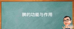 脾的功能与作用