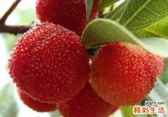 孕妇可以吃杨梅吗