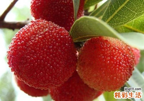 孕妇可以吃杨梅吗