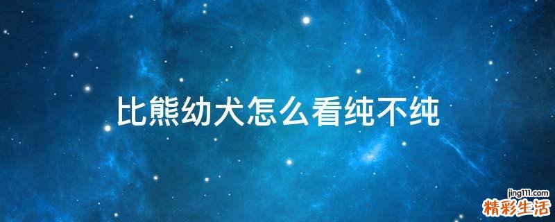 比熊幼犬怎么看纯不纯