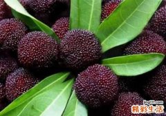 吃杨梅的好处和坏处