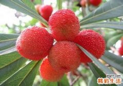 吃杨梅会上火吗