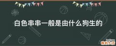 白色串串一般是由什么狗生的