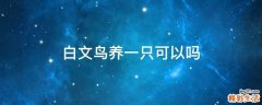 白文鸟养一只可以吗