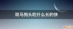 斑马狗头吃什么长的快