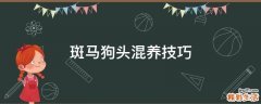 斑马狗头混养技巧