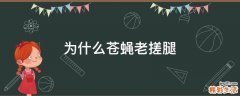 为什么苍蝇老搓腿