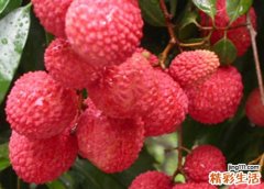 荔枝味美多吃上火？我有妙招！