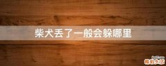 柴犬丢了一般会躲哪里