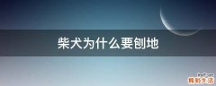 柴犬为什么要刨地