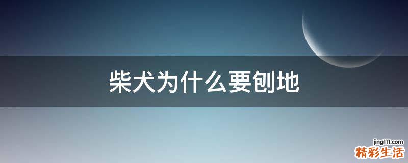 柴犬为什么要刨地