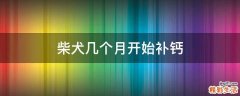 柴犬几个月开始补钙