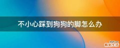 不小心踩到狗狗的脚怎么办