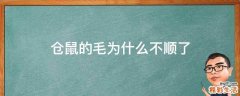 仓鼠的毛为什么不顺了