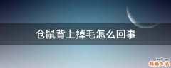 仓鼠背上掉毛怎么回事